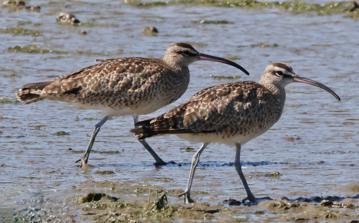 Whimbrel - ML642691290