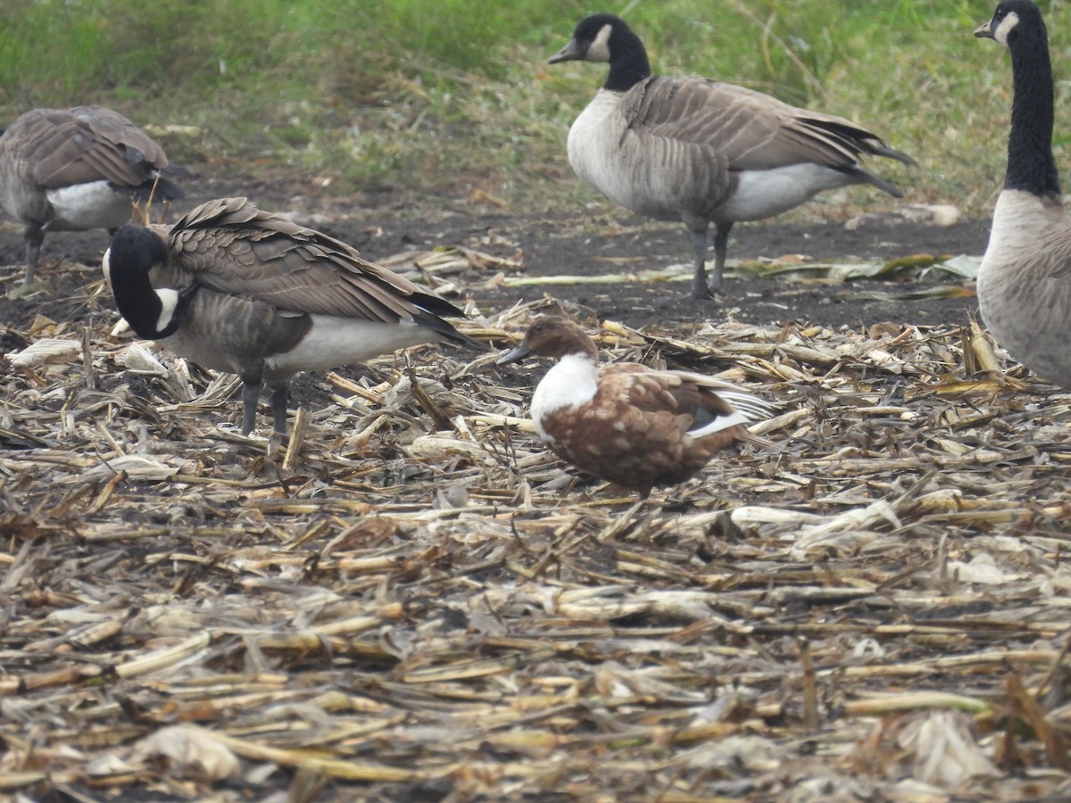 Mallard (Domestic type) - ML642691291
