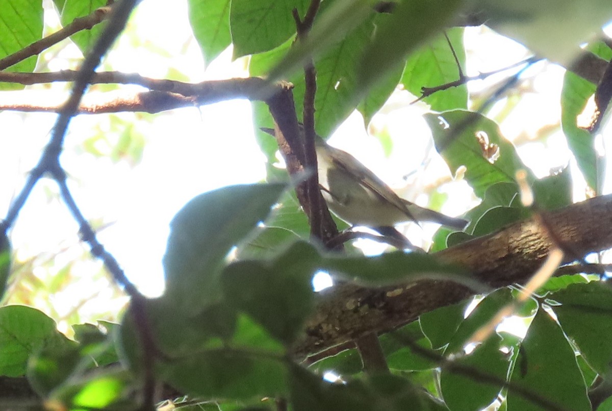Red-eyed Vireo - ML642691292