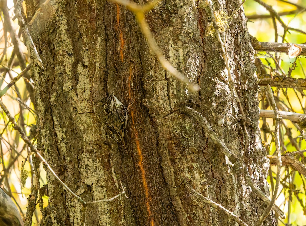 Brown Creeper - ML642691293