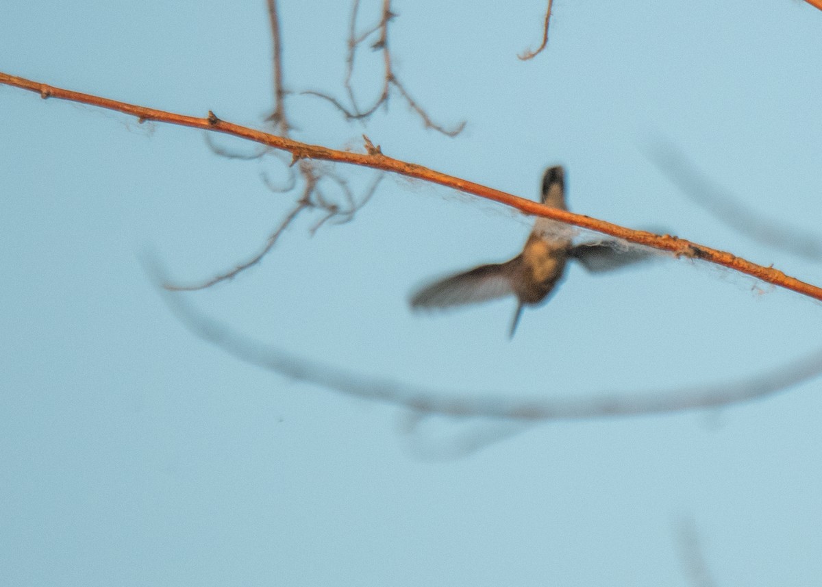 hummingbird sp. - ML642691294