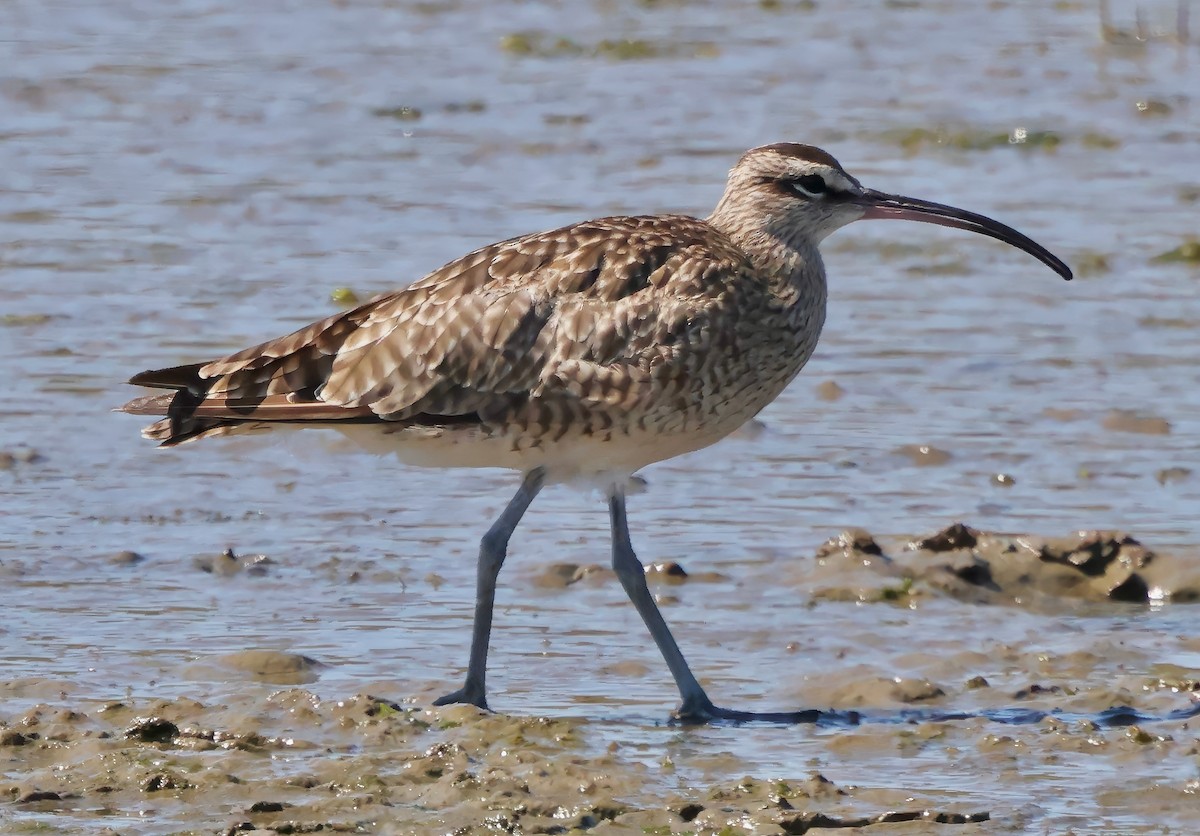 Whimbrel - ML642691295