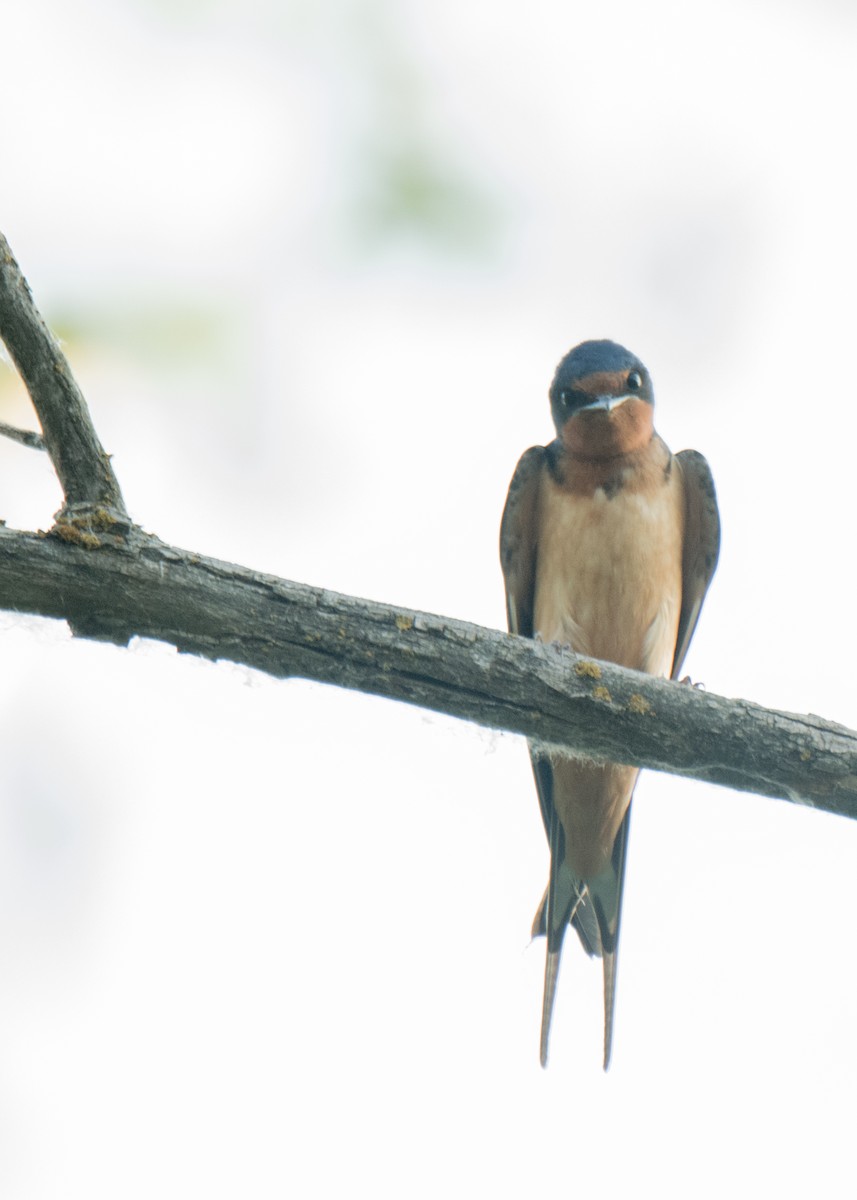 Barn Swallow - ML642691296