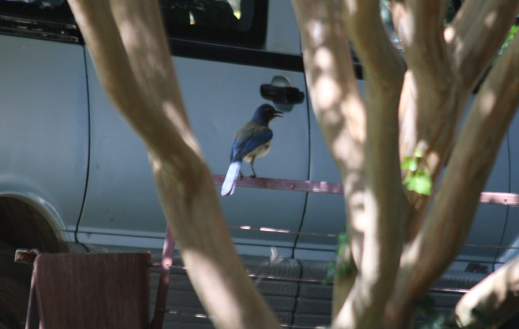 California Scrub-Jay - ML642691297