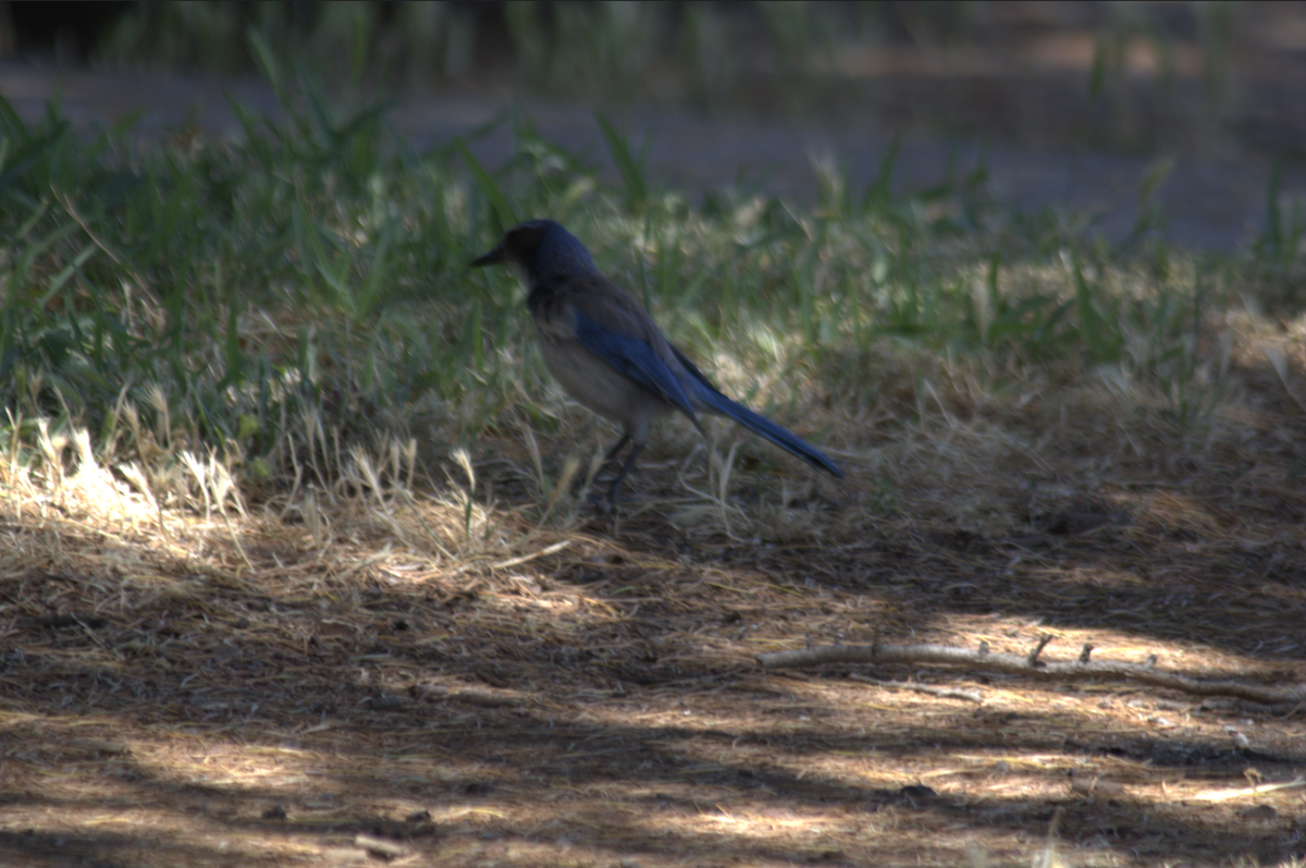 California Scrub-Jay - ML642691298