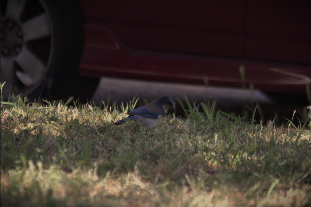 California Scrub-Jay - ML642691300