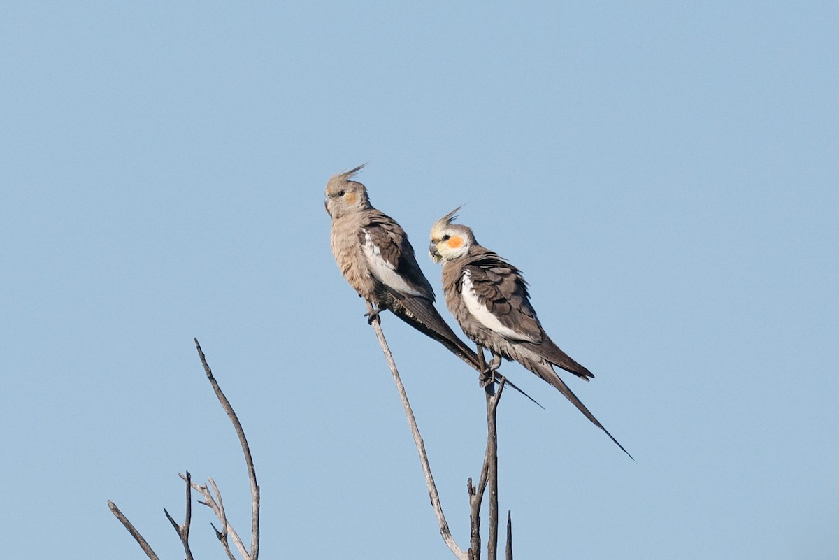 Cockatiel - ML642691301