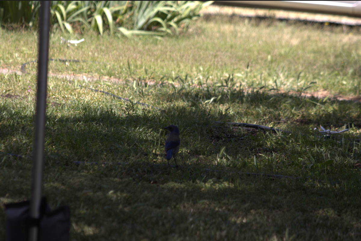 California Scrub-Jay - ML642691302