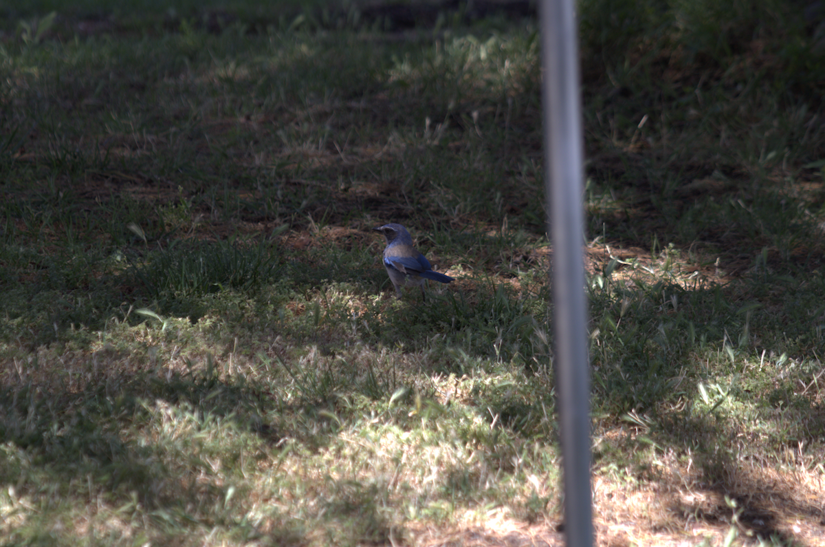 California Scrub-Jay - ML642691303