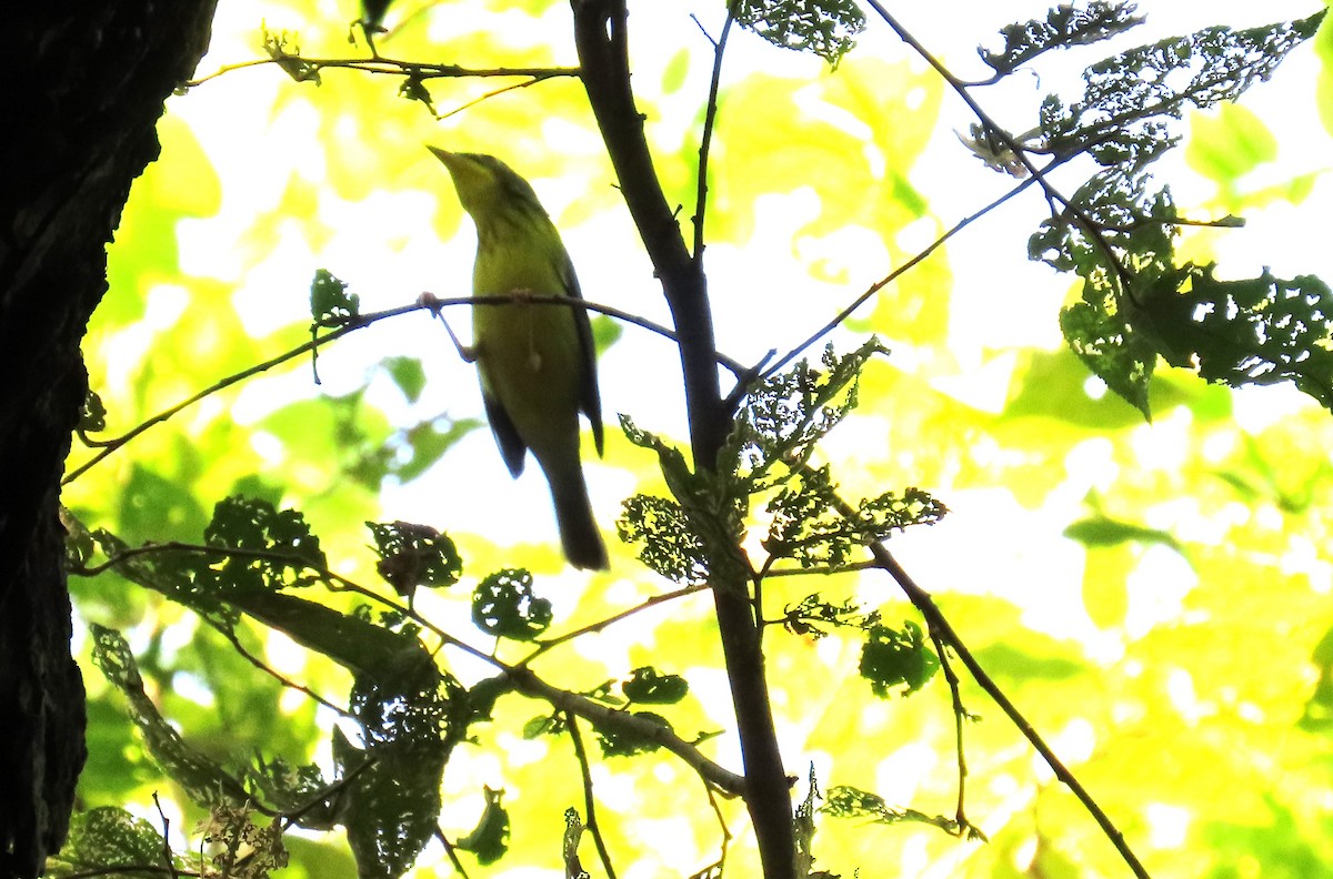 Canada Warbler - ML642691304