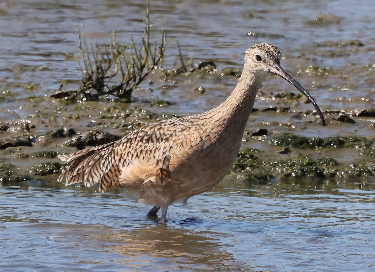 Long-billed Curlew - ML642691305