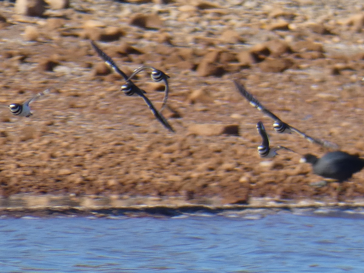 Killdeer - ML642691307