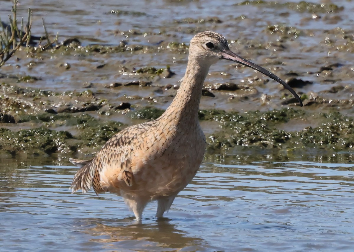 Long-billed Curlew - ML642691308