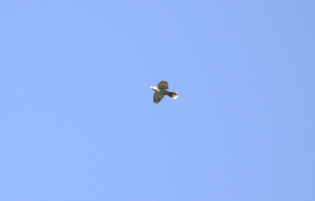 California Scrub-Jay - ML642691309