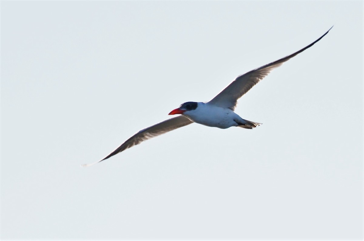 Caspian Tern - ML64269131