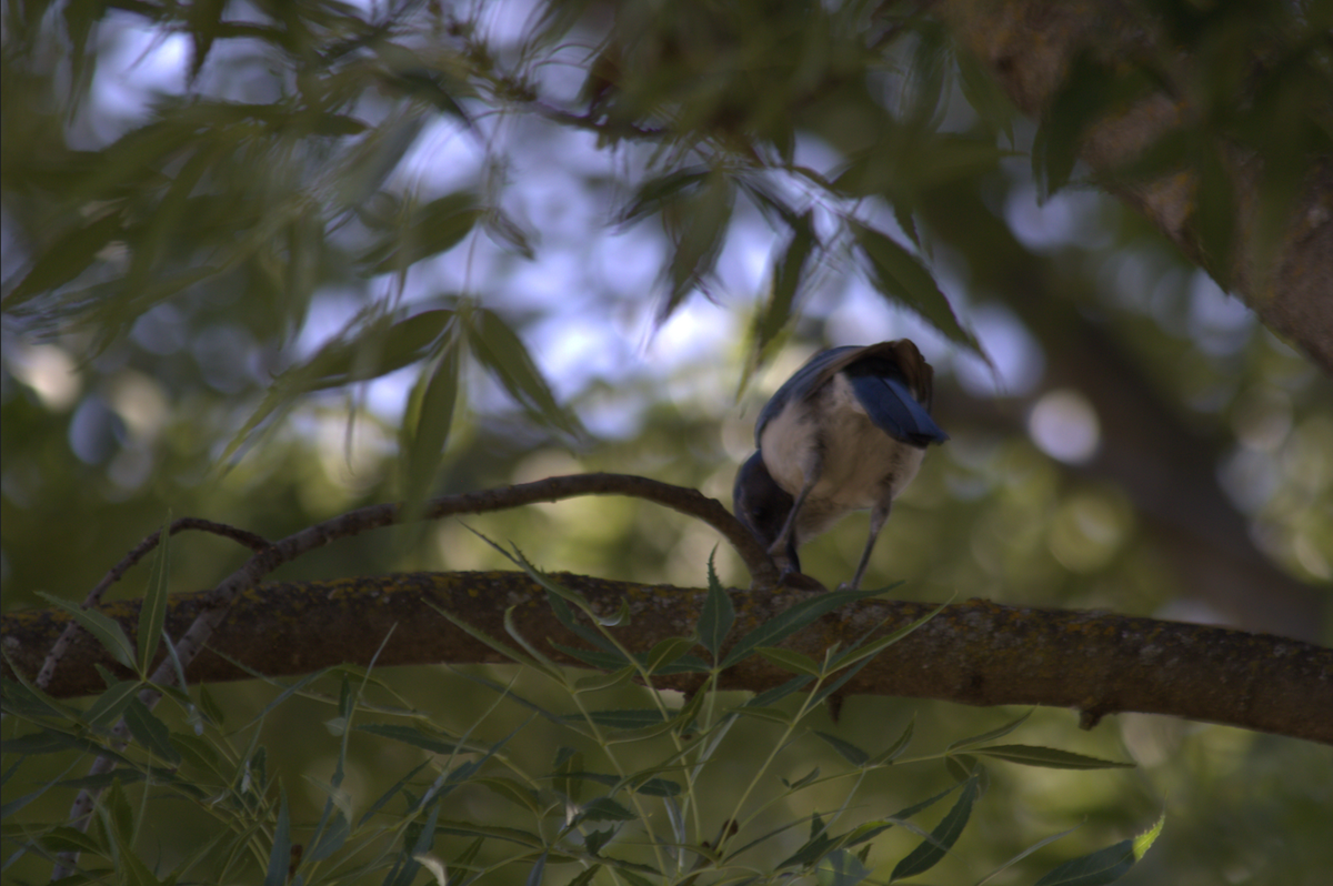 California Scrub-Jay - ML642691310