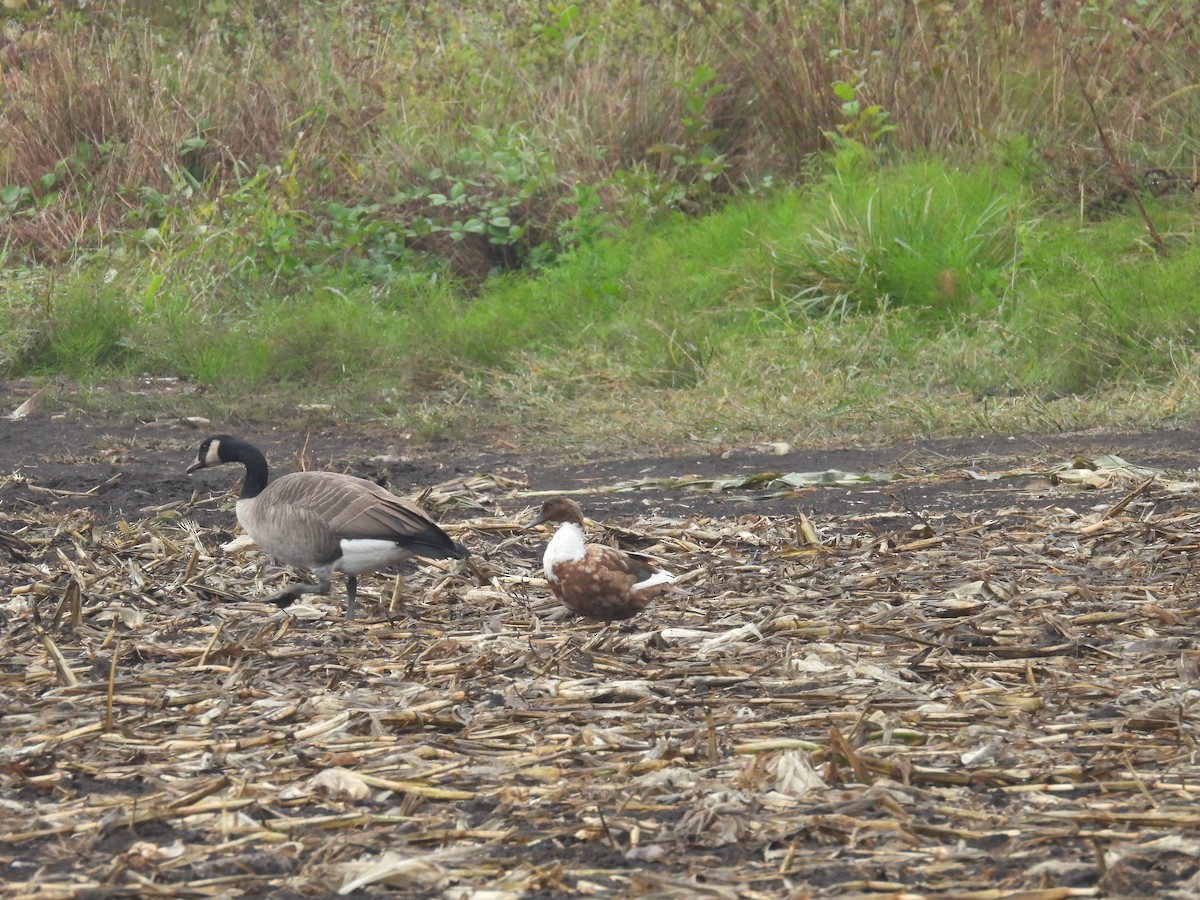 Mallard (Domestic type) - ML642691311