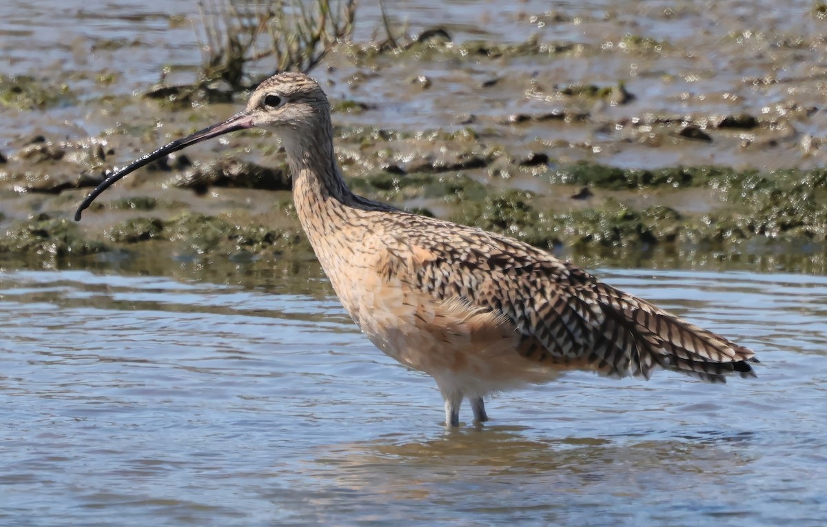Long-billed Curlew - ML642691315