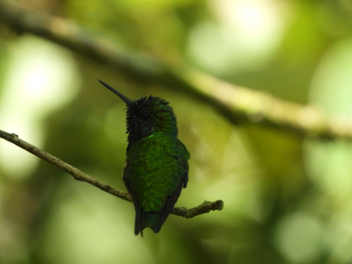 Blue-chinned Sapphire - ML642691316