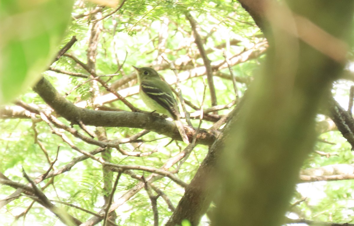 Yellow-bellied Flycatcher - ML642691319