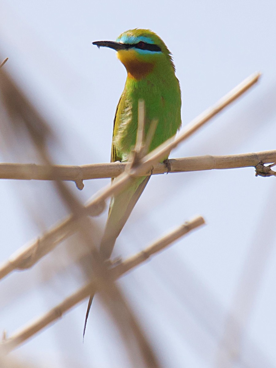 Erle-txori papargorria - ML642691321
