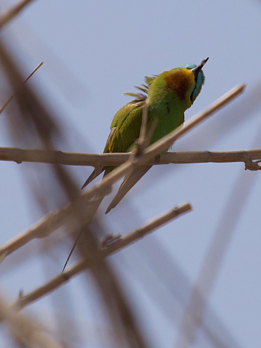 Erle-txori papargorria - ML642691322