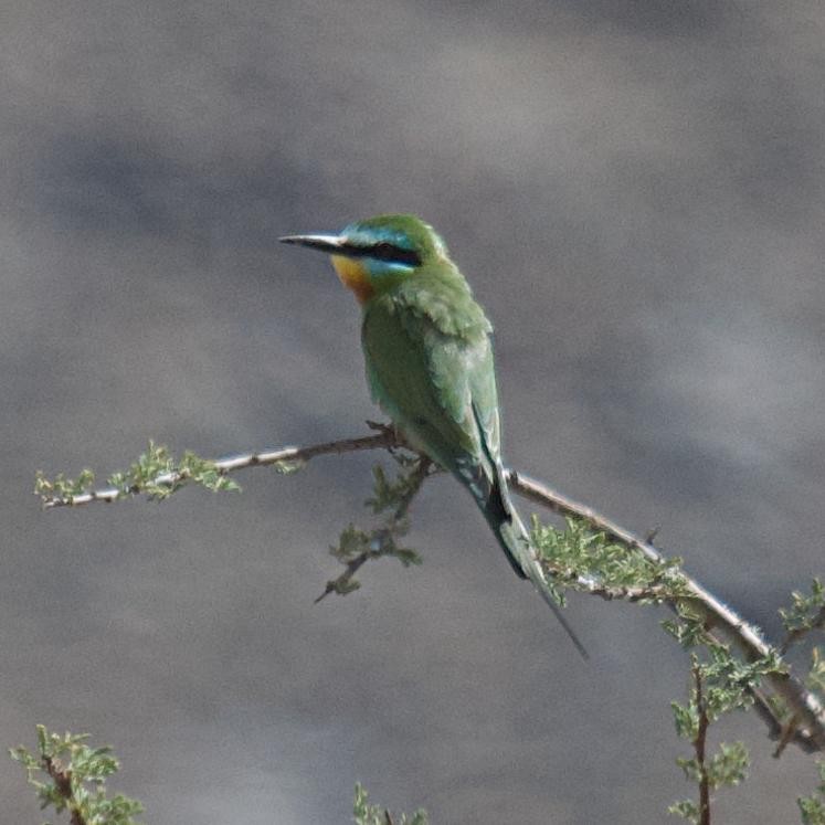 Erle-txori papargorria - ML642691323