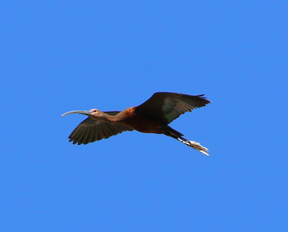 White-faced Ibis - ML642691325