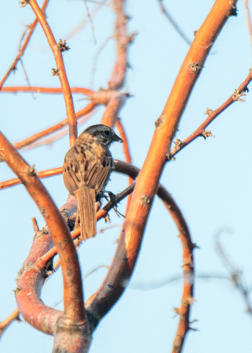 Song Sparrow - ML642691336