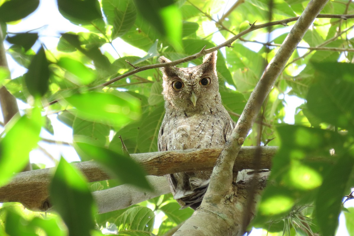 Pacific Screech-Owl - ML642691346