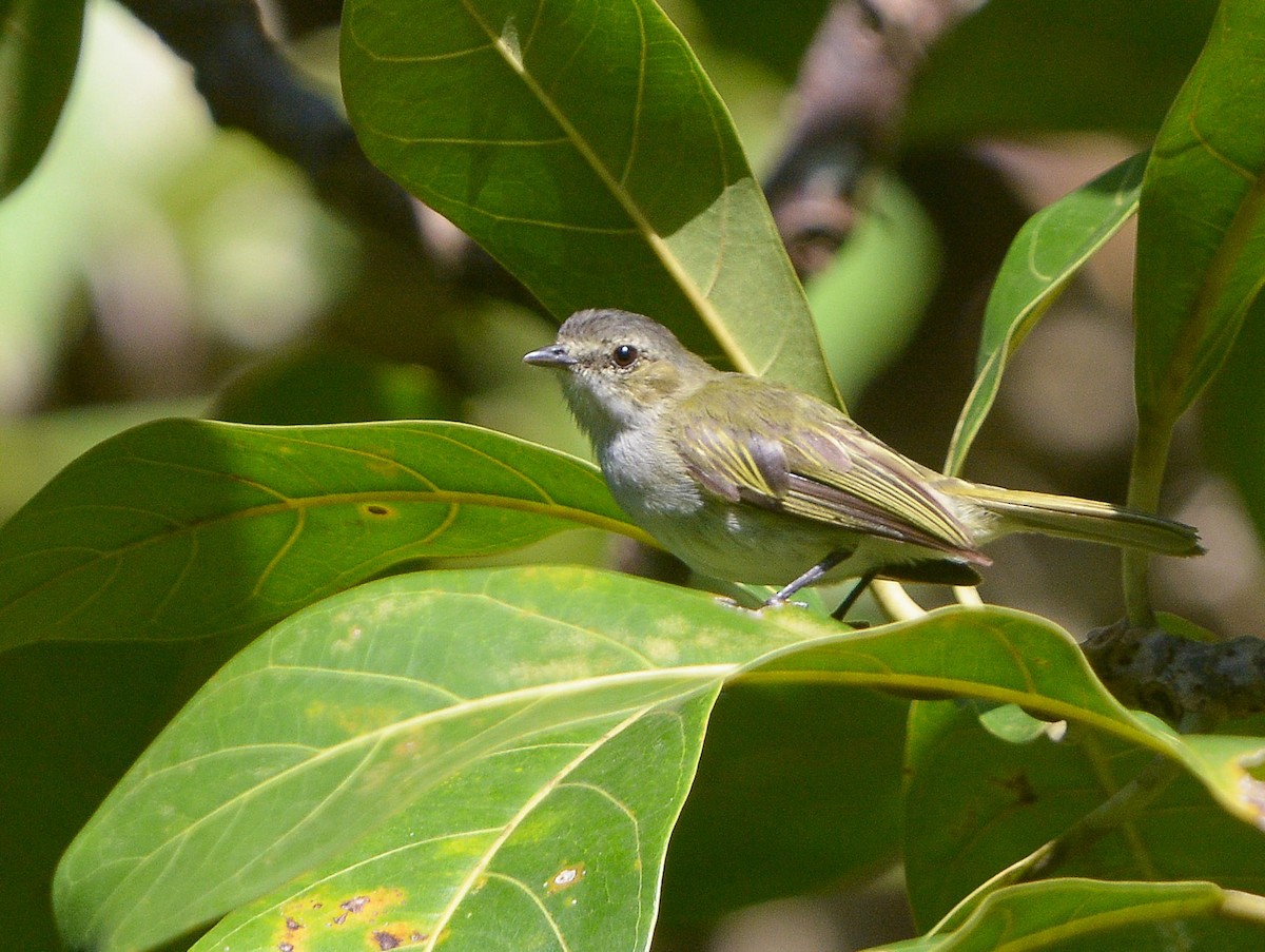 Mistletoe Tyrannulet - ML642691350