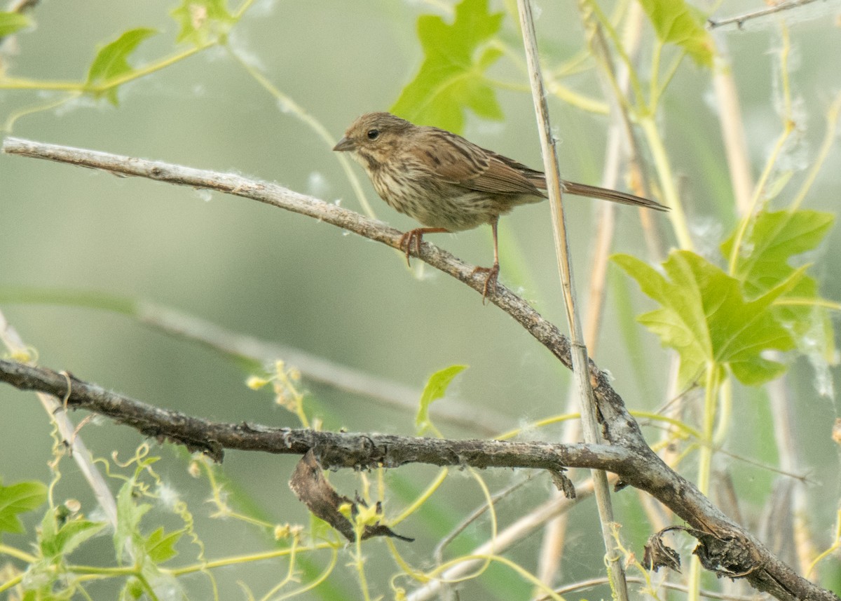 Lincoln's Sparrow - ML642691351