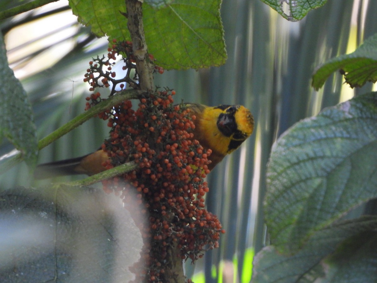 Golden Tanager - ML642691358