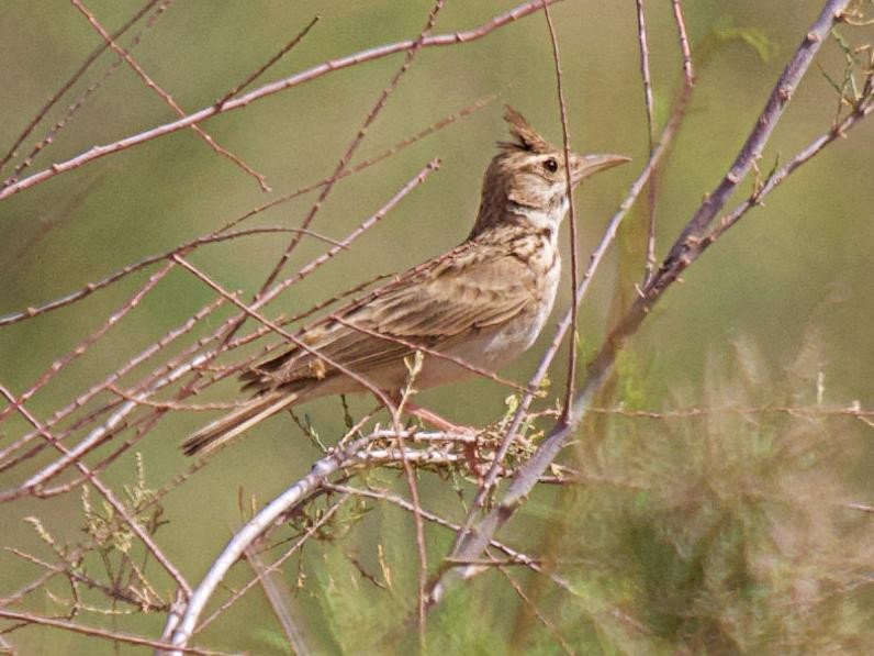 Kutturlio mokolaburra - ML642691361