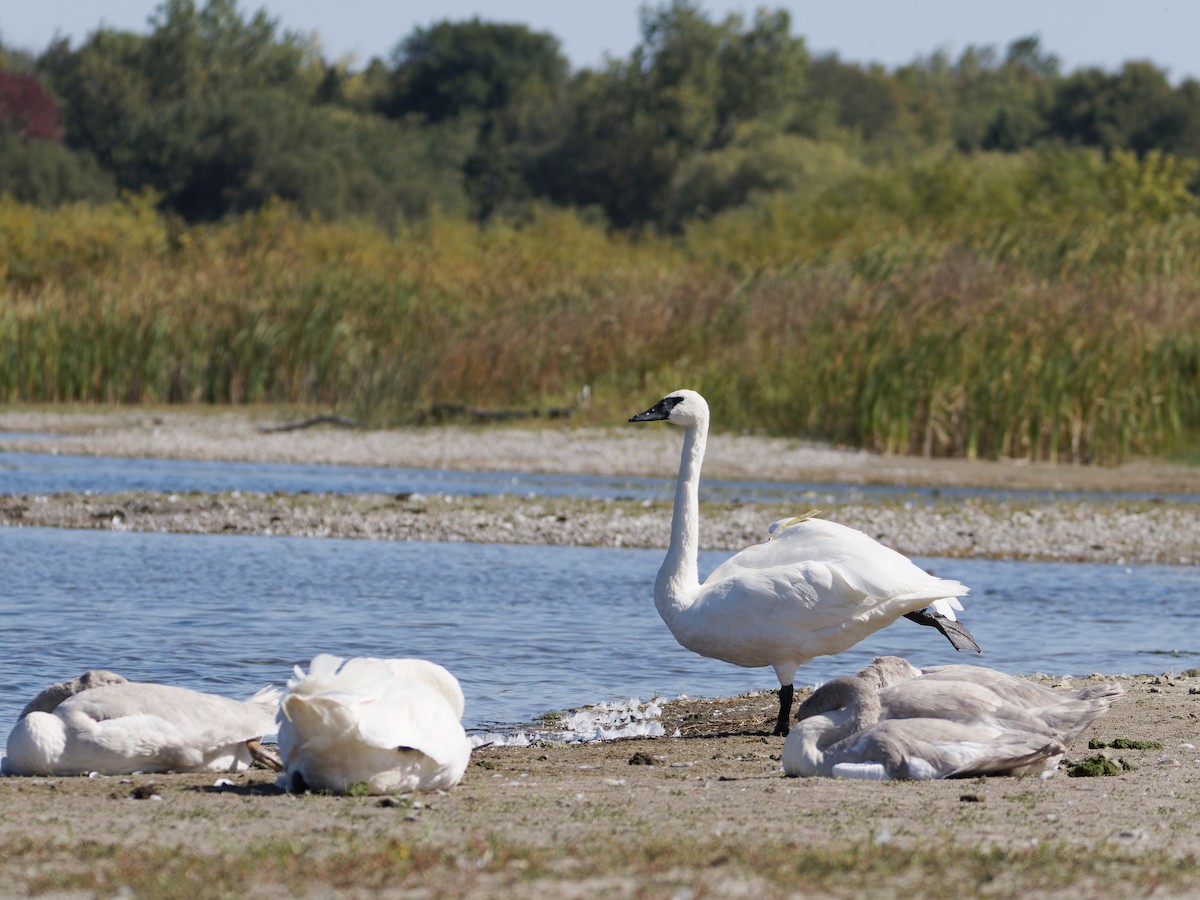 Trumpeter Swan - ML642691367