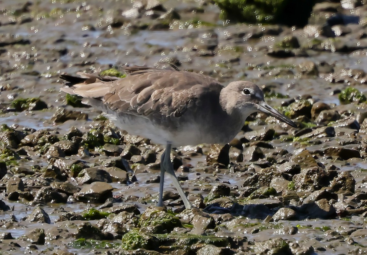 Willet - ML642691369