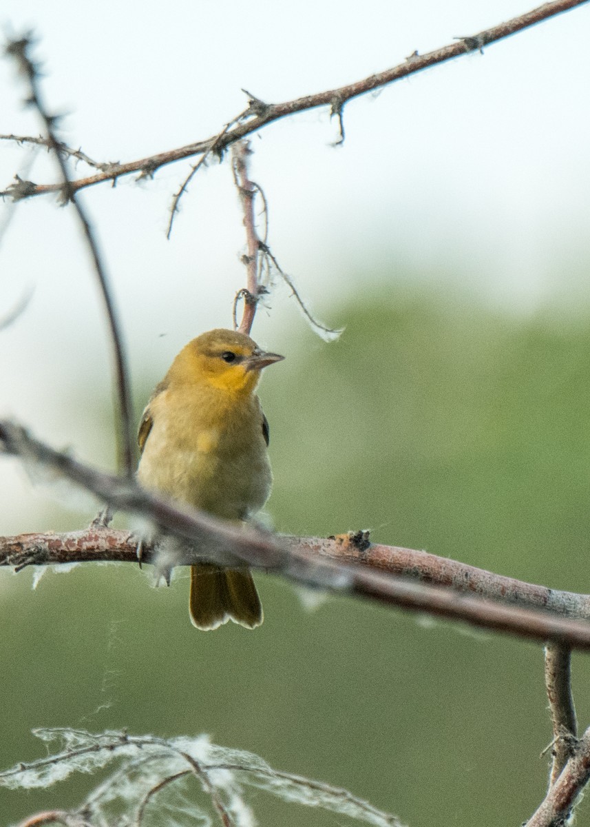 Bullock's Oriole - ML642691370