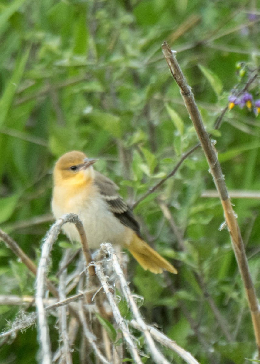 Bullock's Oriole - ML642691371