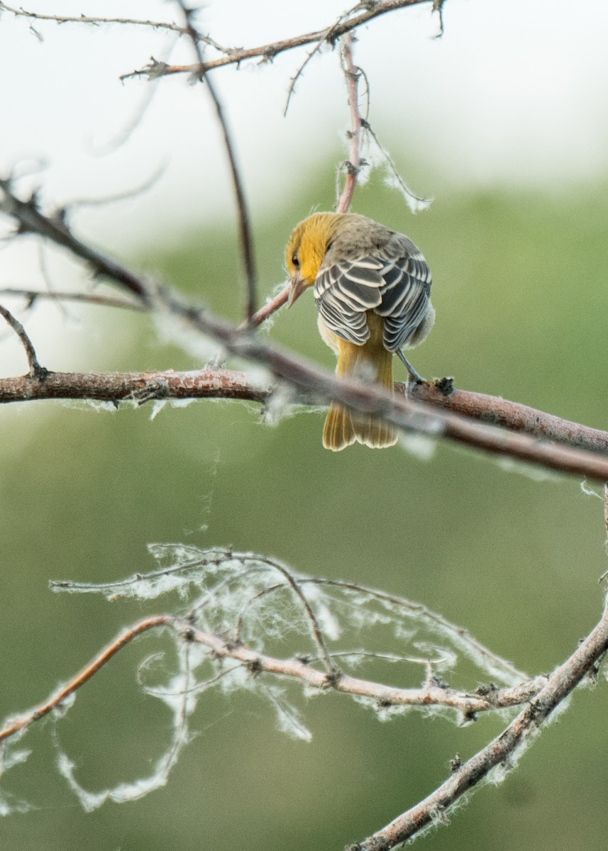 Bullock's Oriole - ML642691372