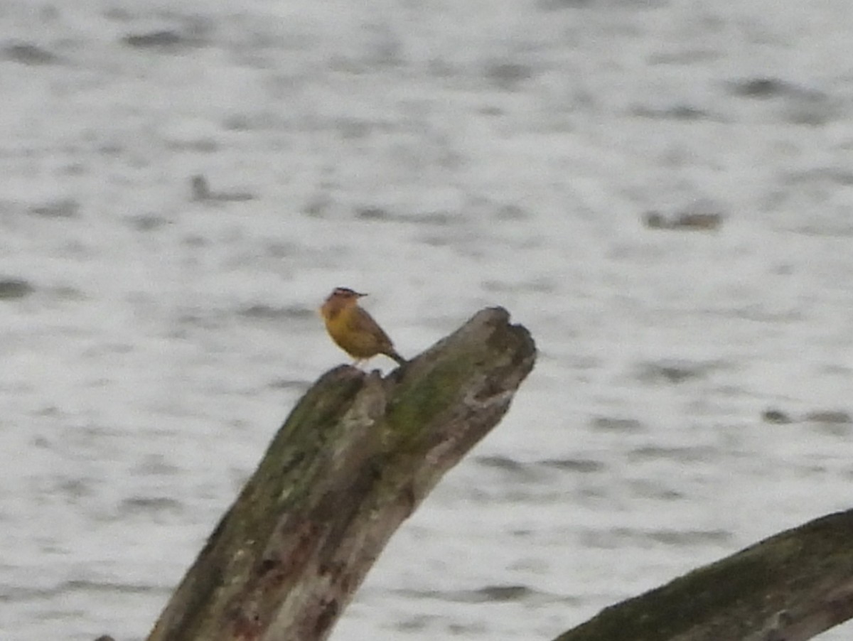 Western Meadowlark - ML642691375