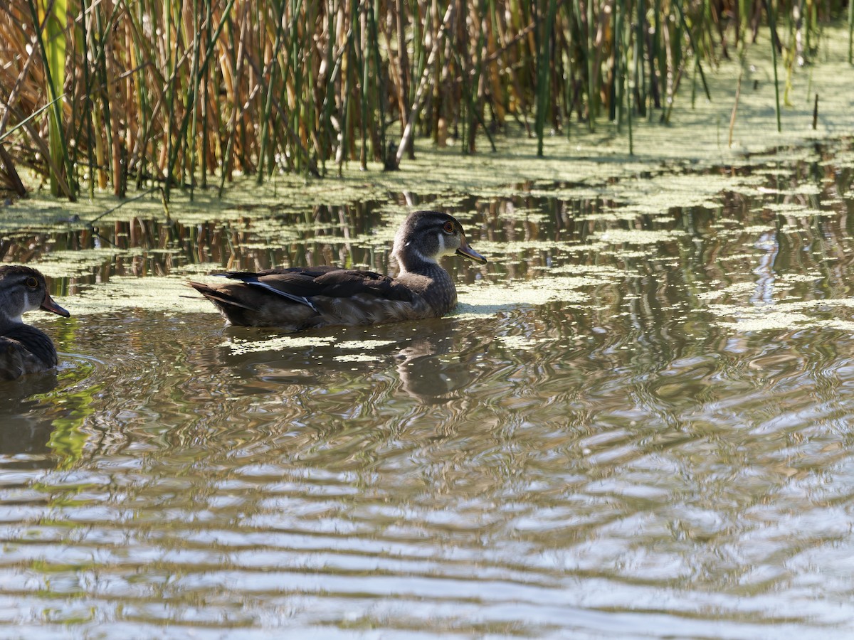 Wood Duck - ML642691376