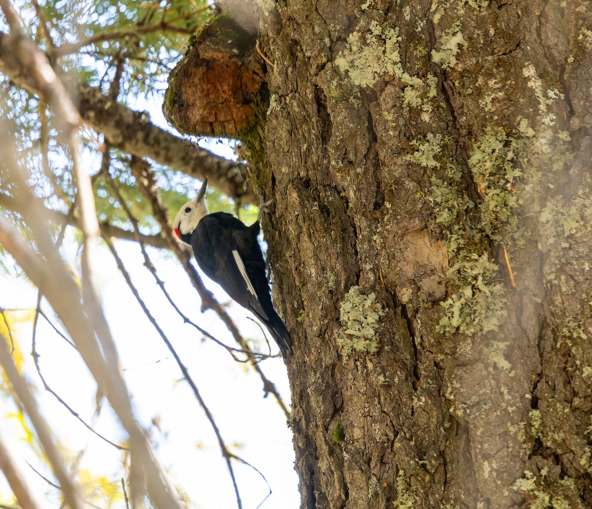 White-headed Woodpecker - ML642691377