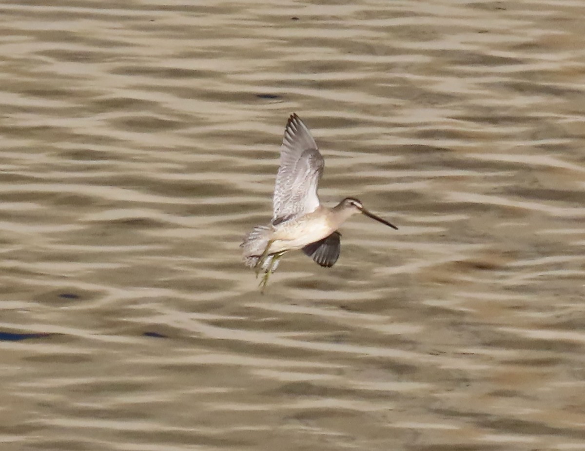 Long-billed Dowitcher - ML642691379