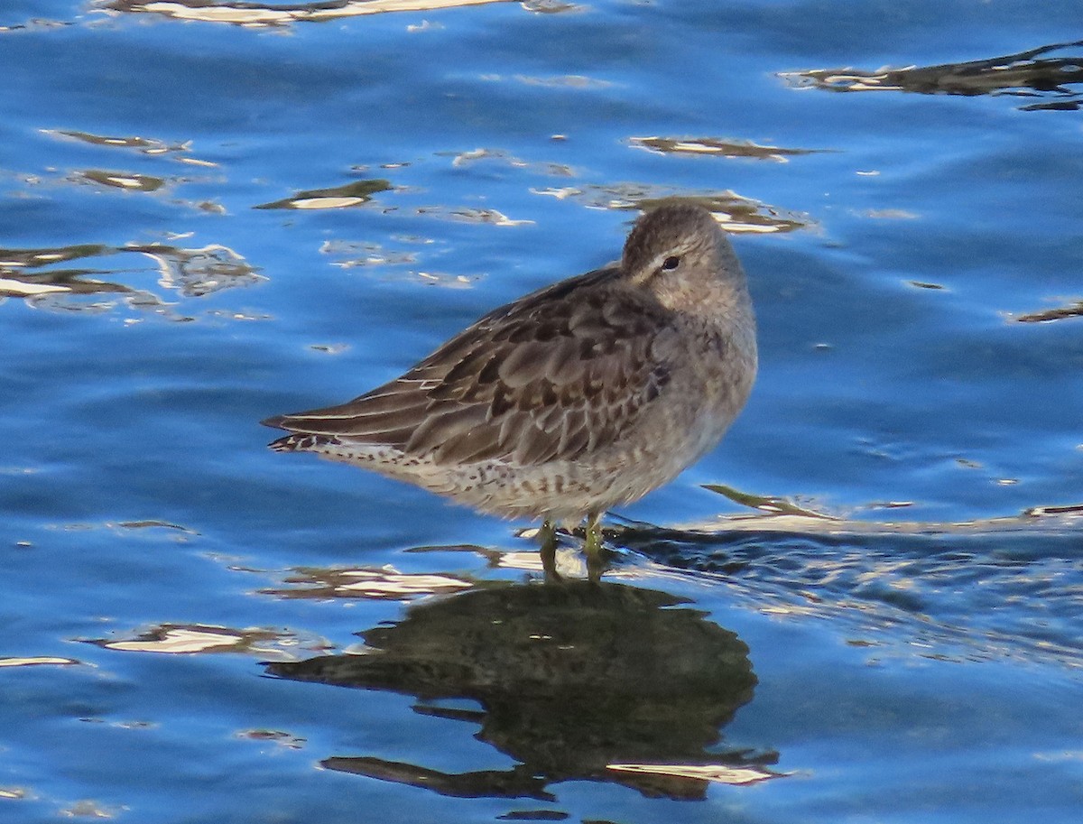 Long-billed Dowitcher - ML642691380