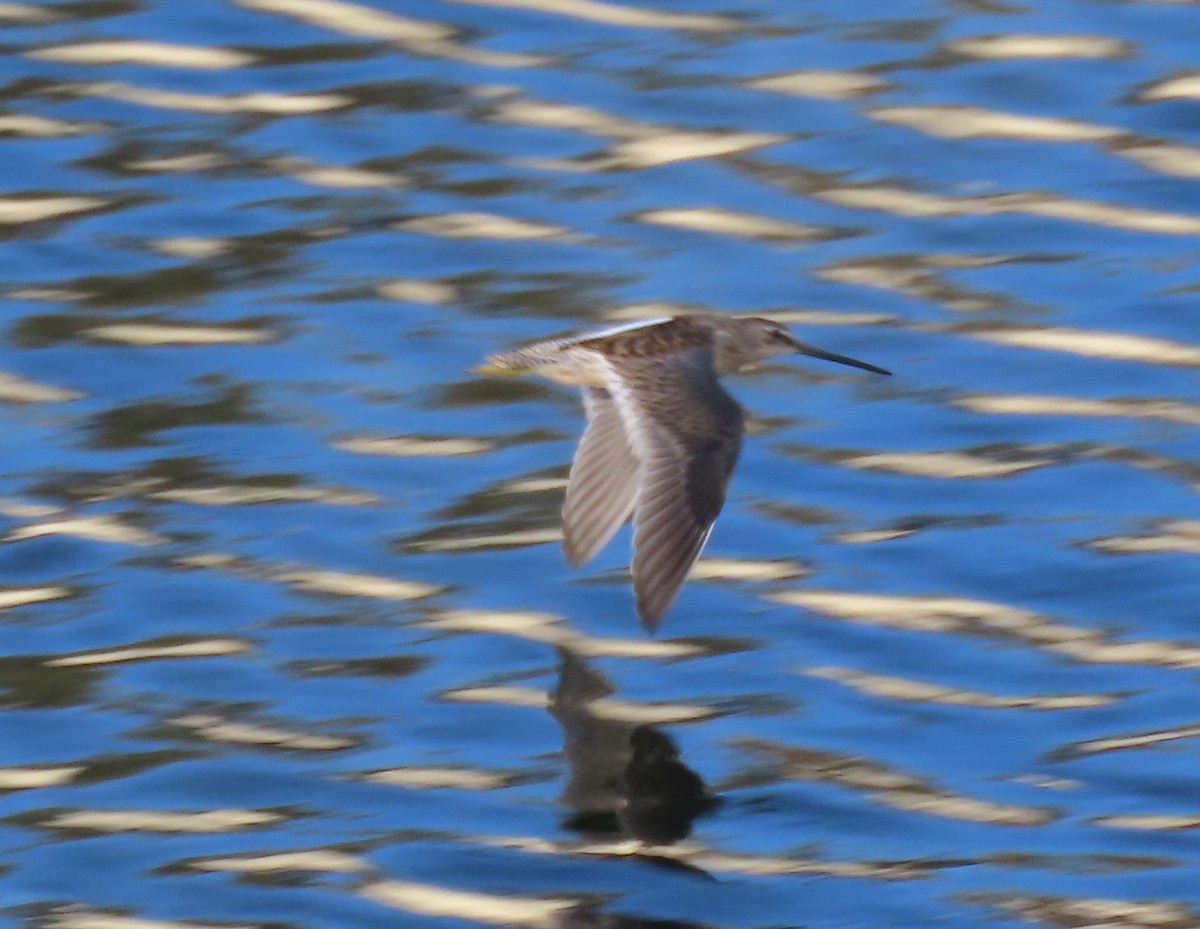 Long-billed Dowitcher - ML642691381