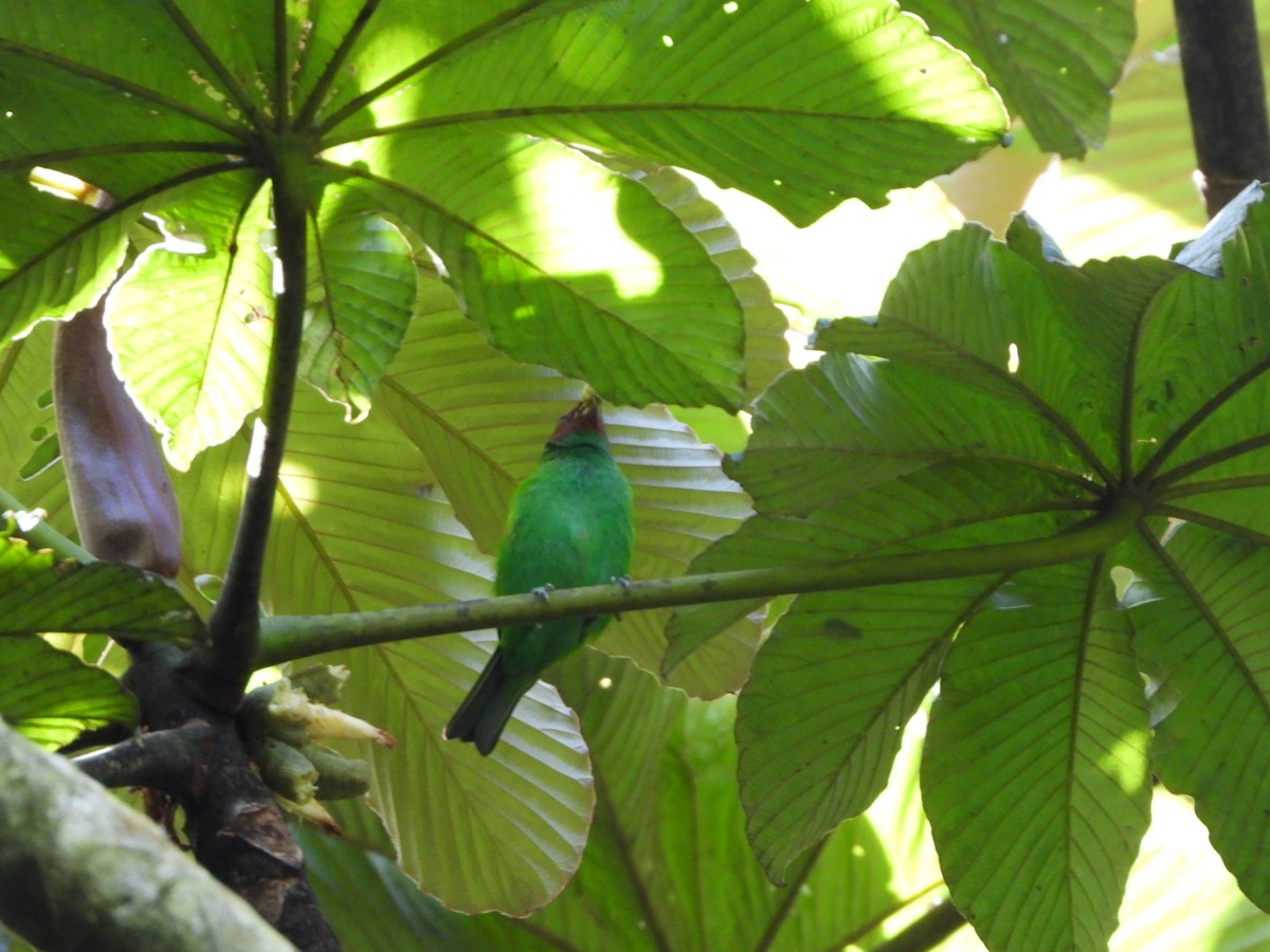 Bay-headed Tanager - ML642691387