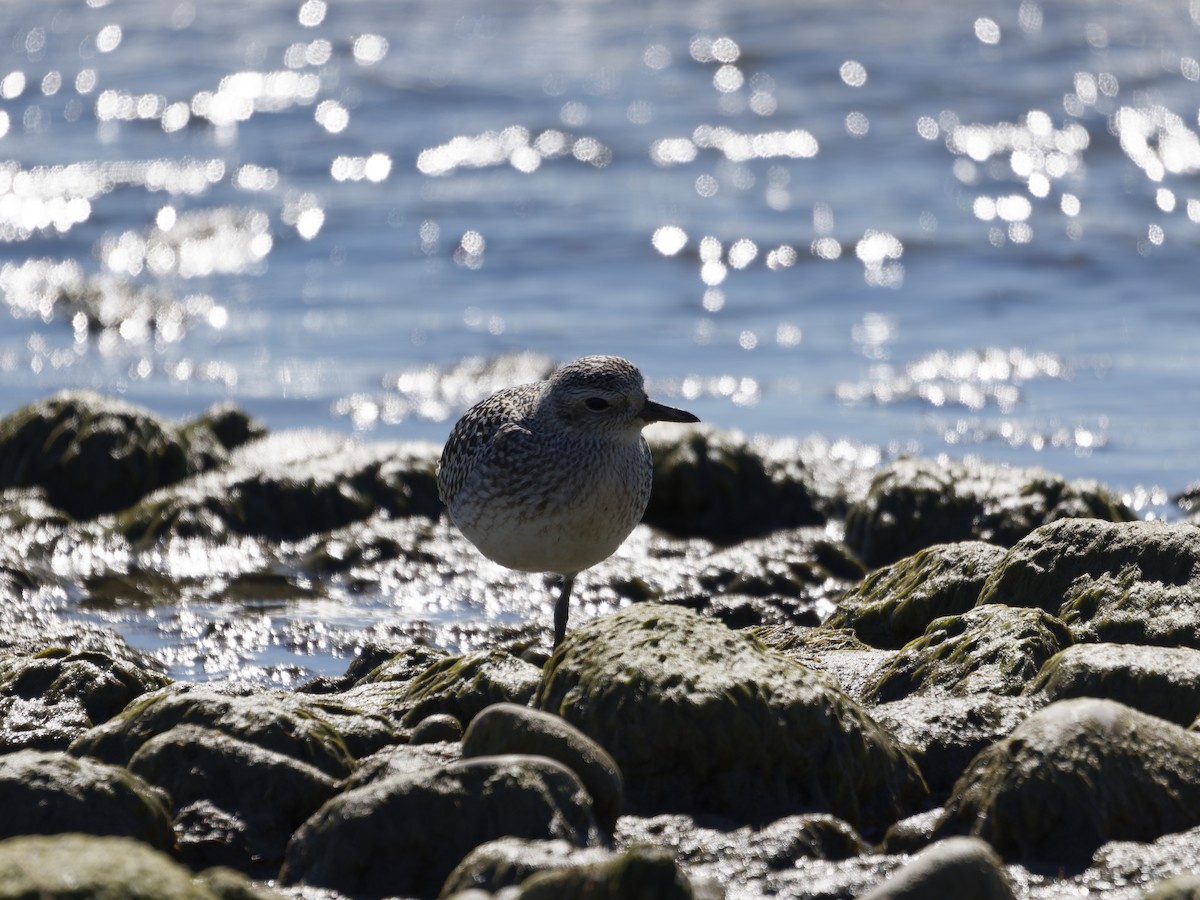 Black-bellied Plover - ML642691388