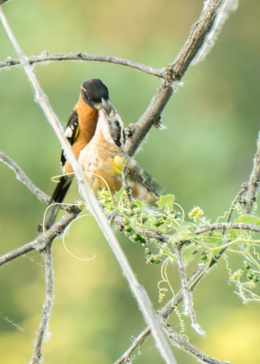 Black-headed Grosbeak - ML642691389