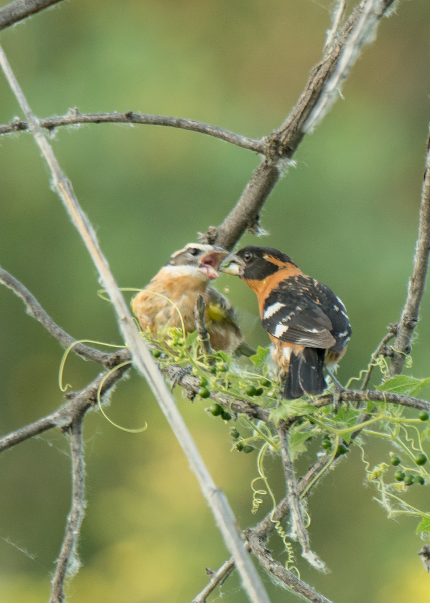 Black-headed Grosbeak - ML642691390