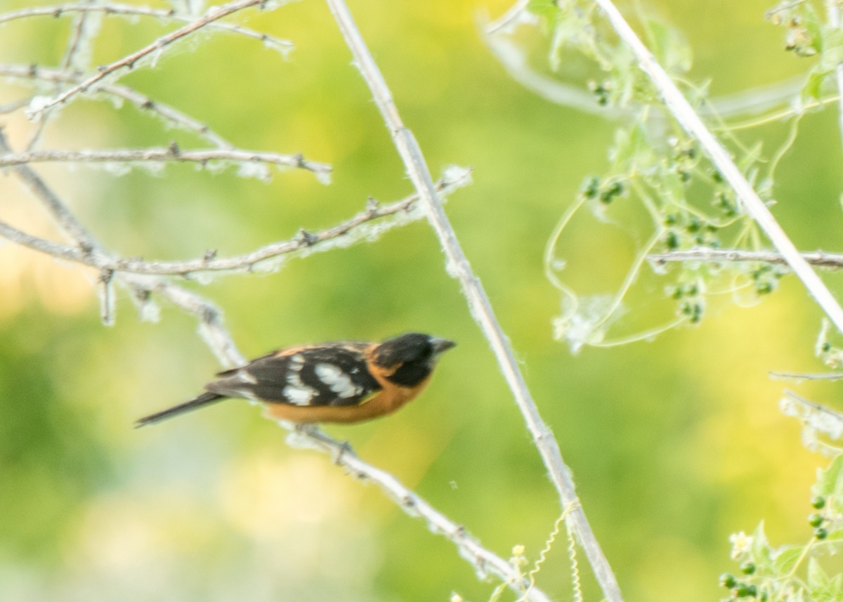 Black-headed Grosbeak - ML642691391